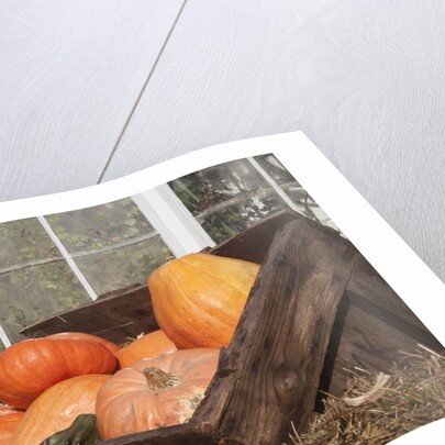 Pumpkins in a box by Anonymous