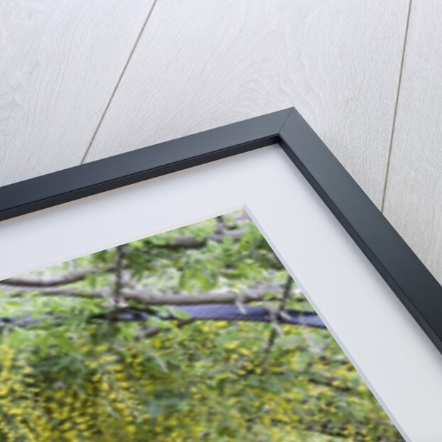 Laburnham tunnel by Anonymous