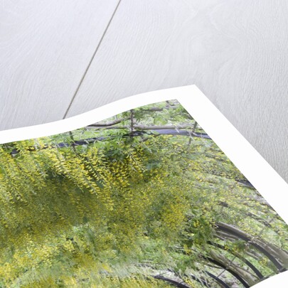 Laburnham tunnel by Anonymous