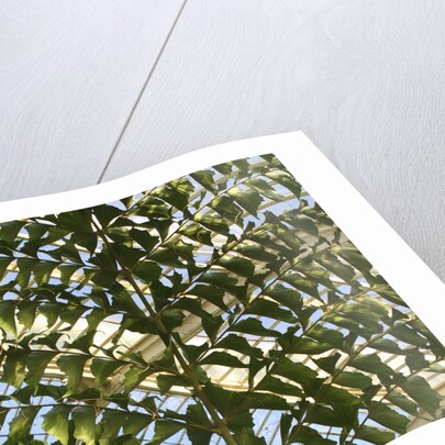Palm leaf by Anonymous