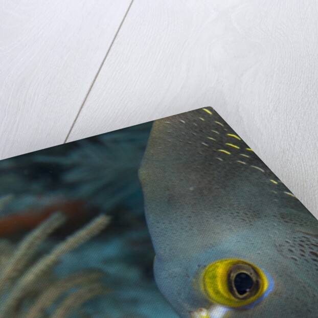 French angelfish (Pomacanthus paru). by Anonymous