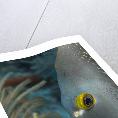 French angelfish (Pomacanthus paru). by Anonymous