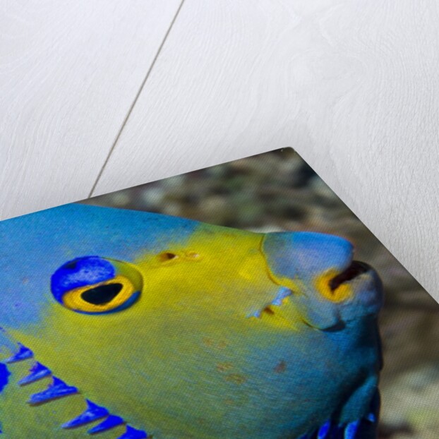 Queen angelfish (Holacanthus ciliaris) by Anonymous