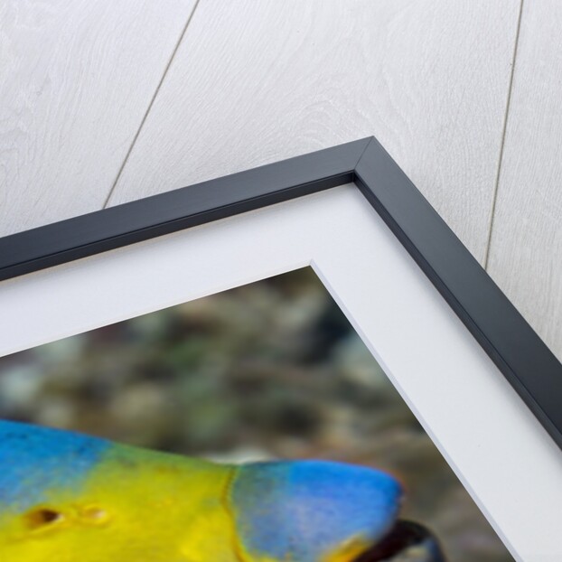 Queen angelfish (Holacanthus ciliaris) by Anonymous