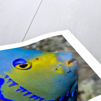 Queen angelfish (Holacanthus ciliaris) by Anonymous