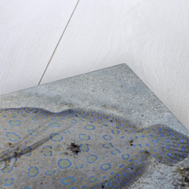 Peacock flounder (Bothus mancus) by Anonymous