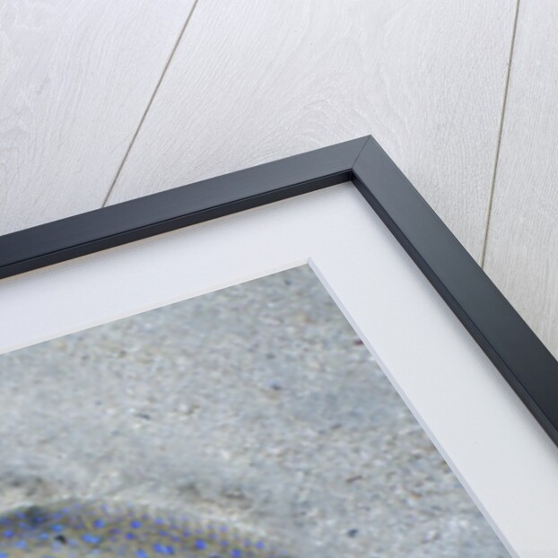 Peacock flounder (Bothus mancus) by Anonymous