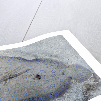 Peacock flounder (Bothus mancus) by Anonymous