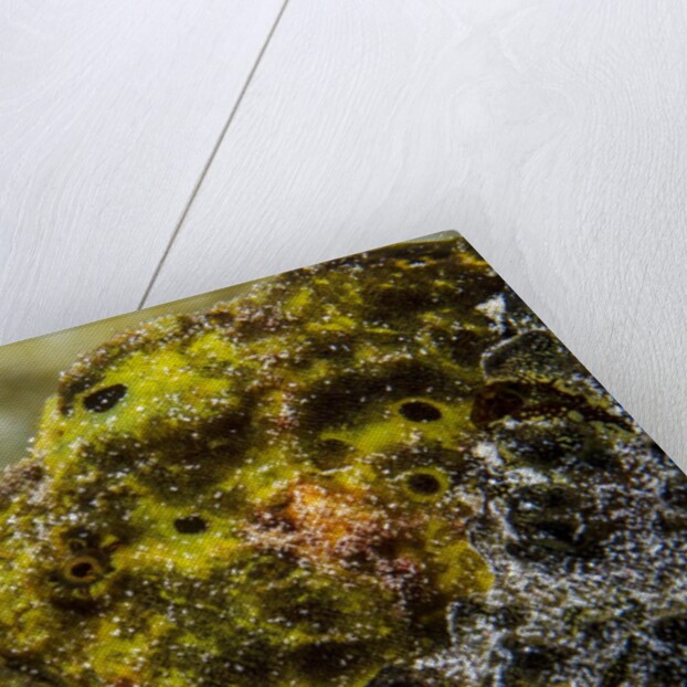 Longlure frogfish (Antennarius multiocellatus) by Anonymous