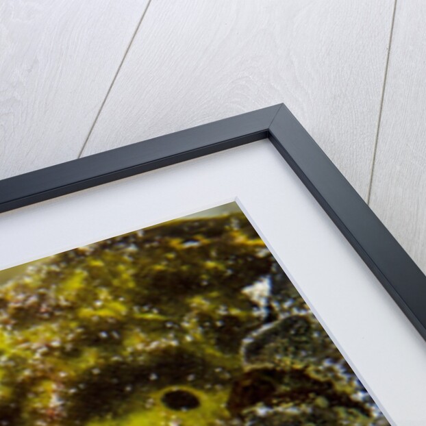 Longlure frogfish (Antennarius multiocellatus) by Anonymous