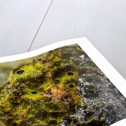 Longlure frogfish (Antennarius multiocellatus) by Anonymous