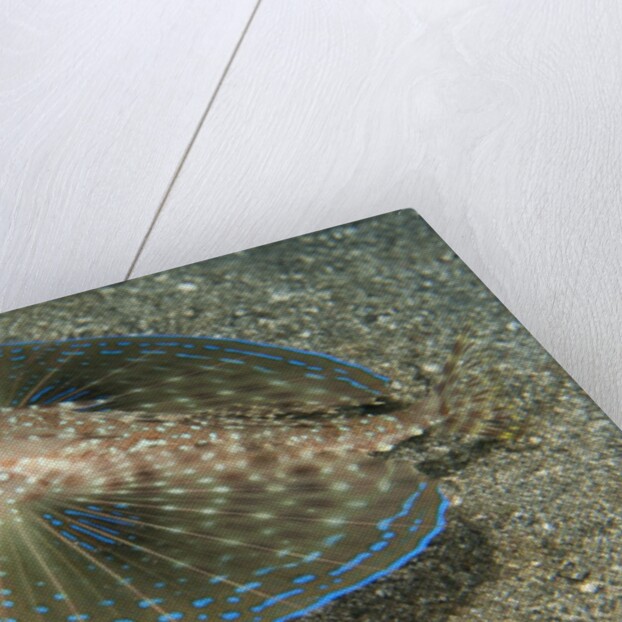 Flying gurnard (Dactylopterus volitans) by Anonymous
