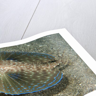 Flying gurnard (Dactylopterus volitans) by Anonymous