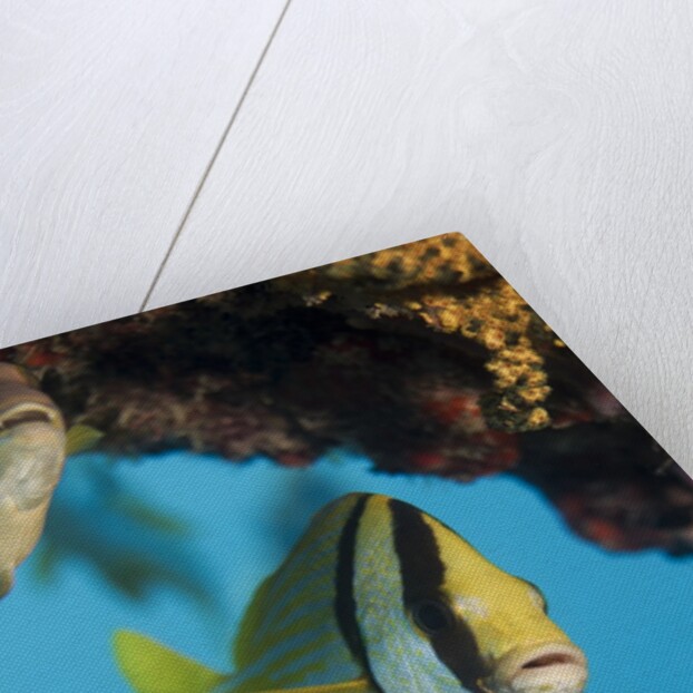 Porkfish (Anisotremus virginicus) by Anonymous