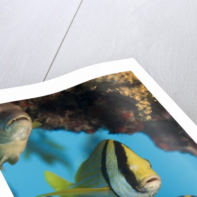 Porkfish (Anisotremus virginicus) by Anonymous