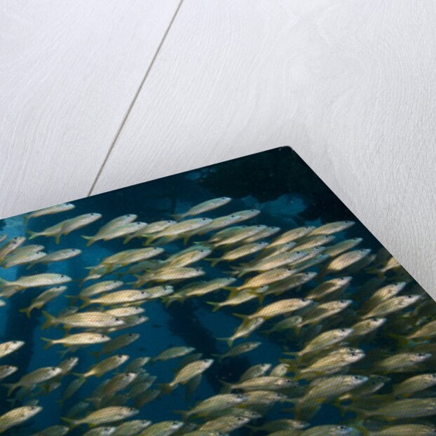 School of smallmouth grunt (Haemulon chrysargyreum). by Anonymous