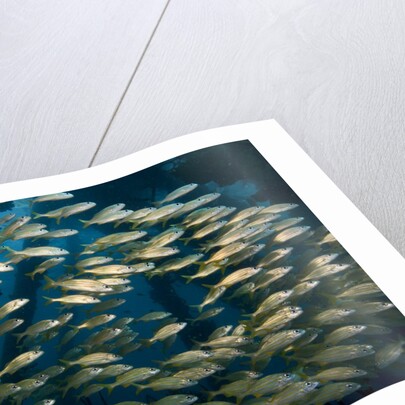 School of smallmouth grunt (Haemulon chrysargyreum). by Anonymous