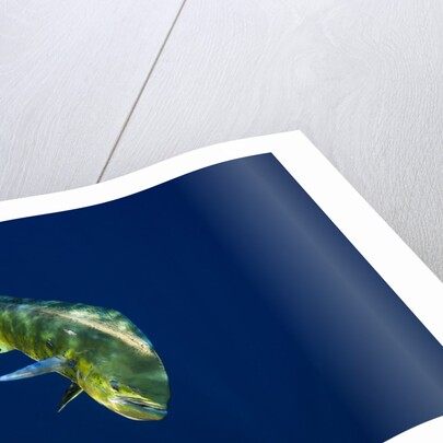 Female Dolphin in open water by Anonymous