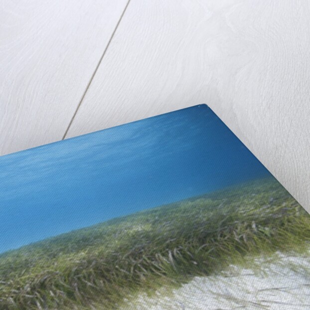 Seagrass beds by Anonymous