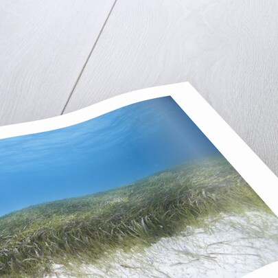 Seagrass beds by Anonymous