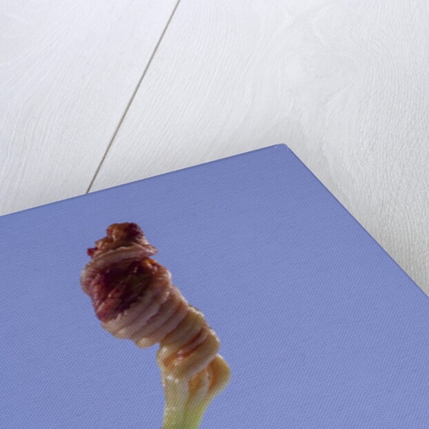 Iris flower by Anonymous