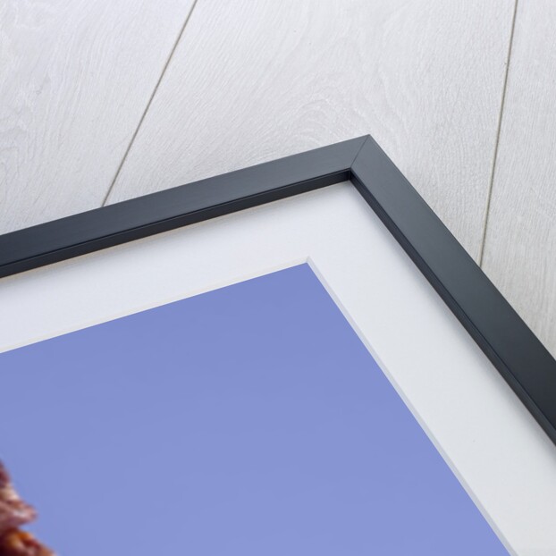 Iris flower by Anonymous