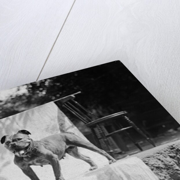 English Bulldog portrait, ca. 1930. by Anonymous