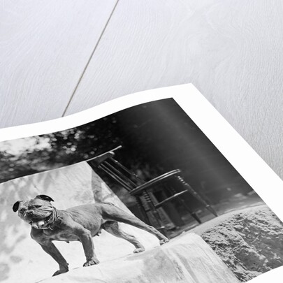 English Bulldog portrait, ca. 1930. by Anonymous