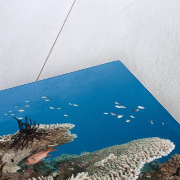 Coral Reef by Anonymous