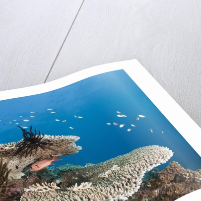 Coral Reef by Anonymous