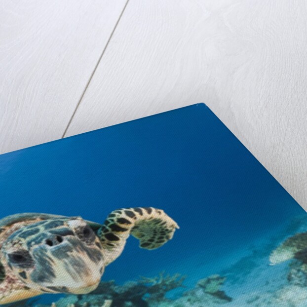 Hawksbill Turtle (Eretmochelys imbricata) by Anonymous