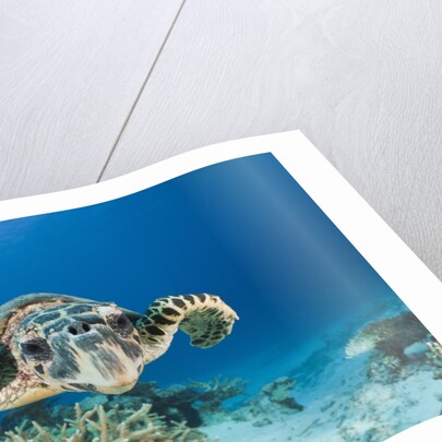 Hawksbill Turtle (Eretmochelys imbricata) by Anonymous