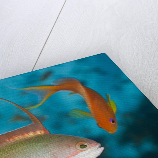 Lyretail Anthias (Pseudanthias squamipinnis) by Anonymous