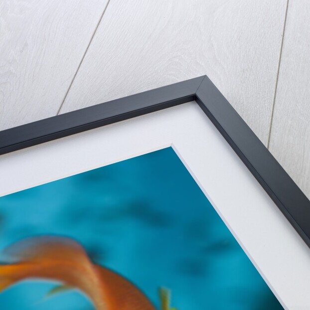 Lyretail Anthias (Pseudanthias squamipinnis) by Anonymous