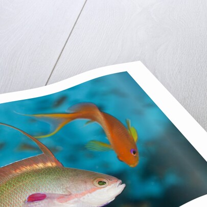 Lyretail Anthias (Pseudanthias squamipinnis) by Anonymous