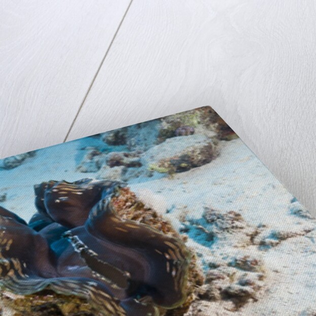 Giant Clam (Tridacna squamosa) by Anonymous