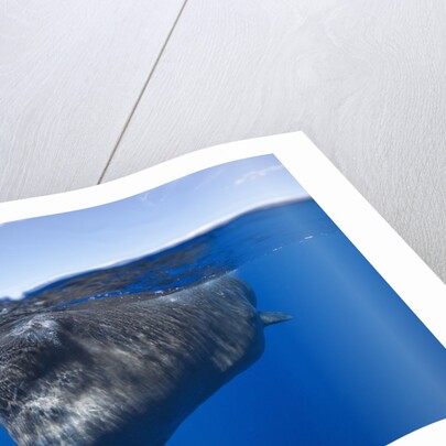 Sperm Whale (Physeter macrocephalus) by Anonymous