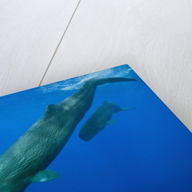 Sperm Whale Mother and Calf by Anonymous