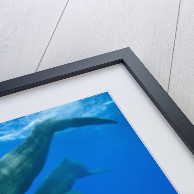 Sperm Whale Mother and Calf by Anonymous