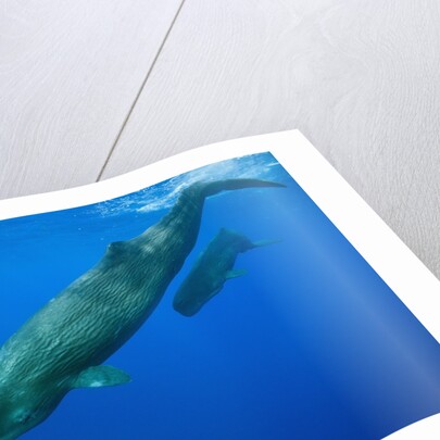 Sperm Whale Mother and Calf by Anonymous