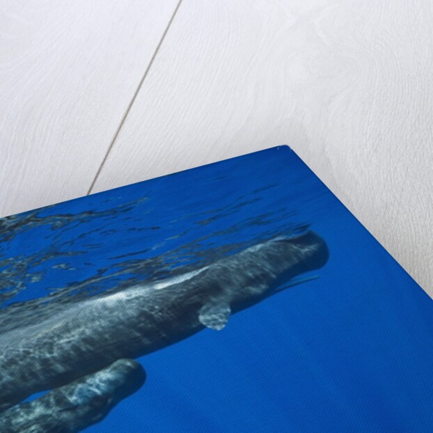 Sperm Whale Mother and Calf by Anonymous