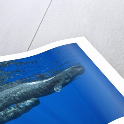 Sperm Whale Mother and Calf by Anonymous