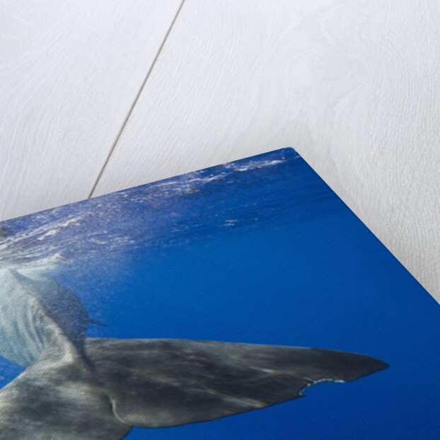 Sperm Whale Tail by Anonymous