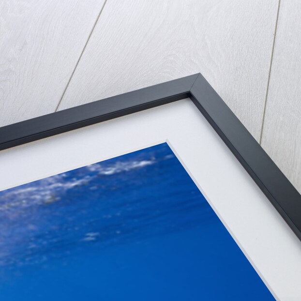 Sperm Whale Tail by Anonymous