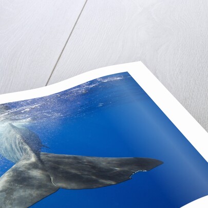 Sperm Whale Tail by Anonymous