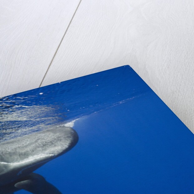 Sperm Whales (Physeter macrocephalus) by Anonymous