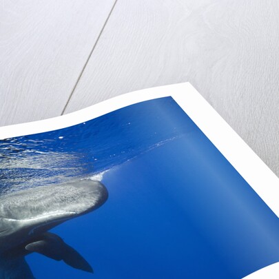 Sperm Whales (Physeter macrocephalus) by Anonymous