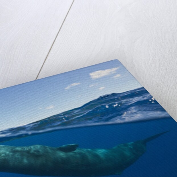 Sperm Whale (Physeter macrocephalus) by Anonymous