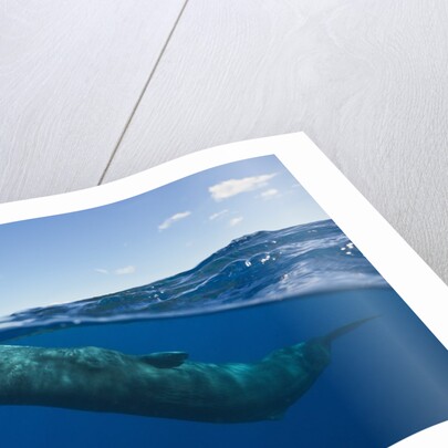 Sperm Whale (Physeter macrocephalus) by Anonymous