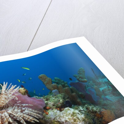 Fan Worm (Spirographis spallanzanii) and Sponges on a Coral Reef by Anonymous